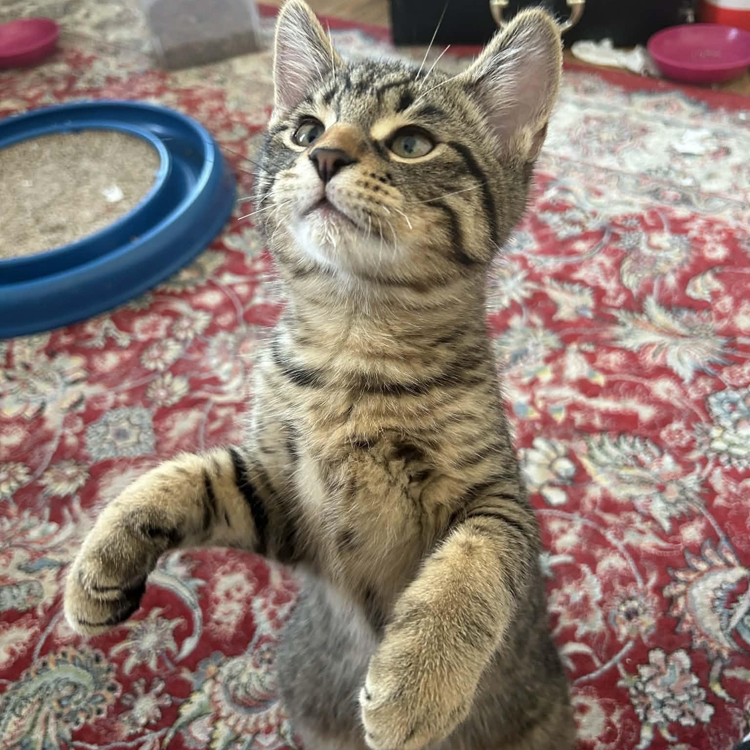 Howard - A Calm, Sweet, Companion!, adopted, Kitten Male Tabby.