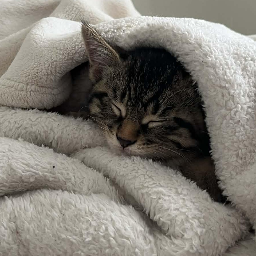 Enlarge Howard - A Calm, Sweet, Companion!, an adopted Tabby in Hamilton, ON image 3/4