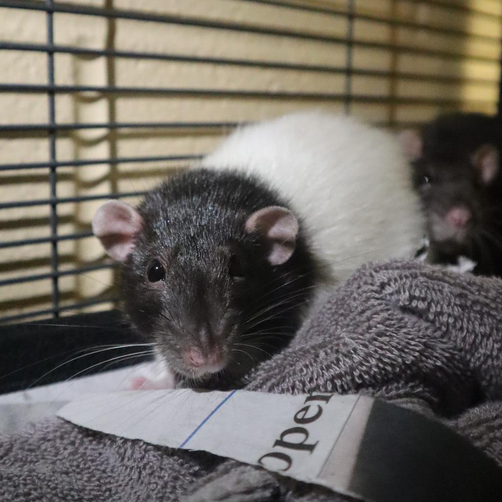 Hansel, a Adoptable Rat in Waukesha, WI image 1/3