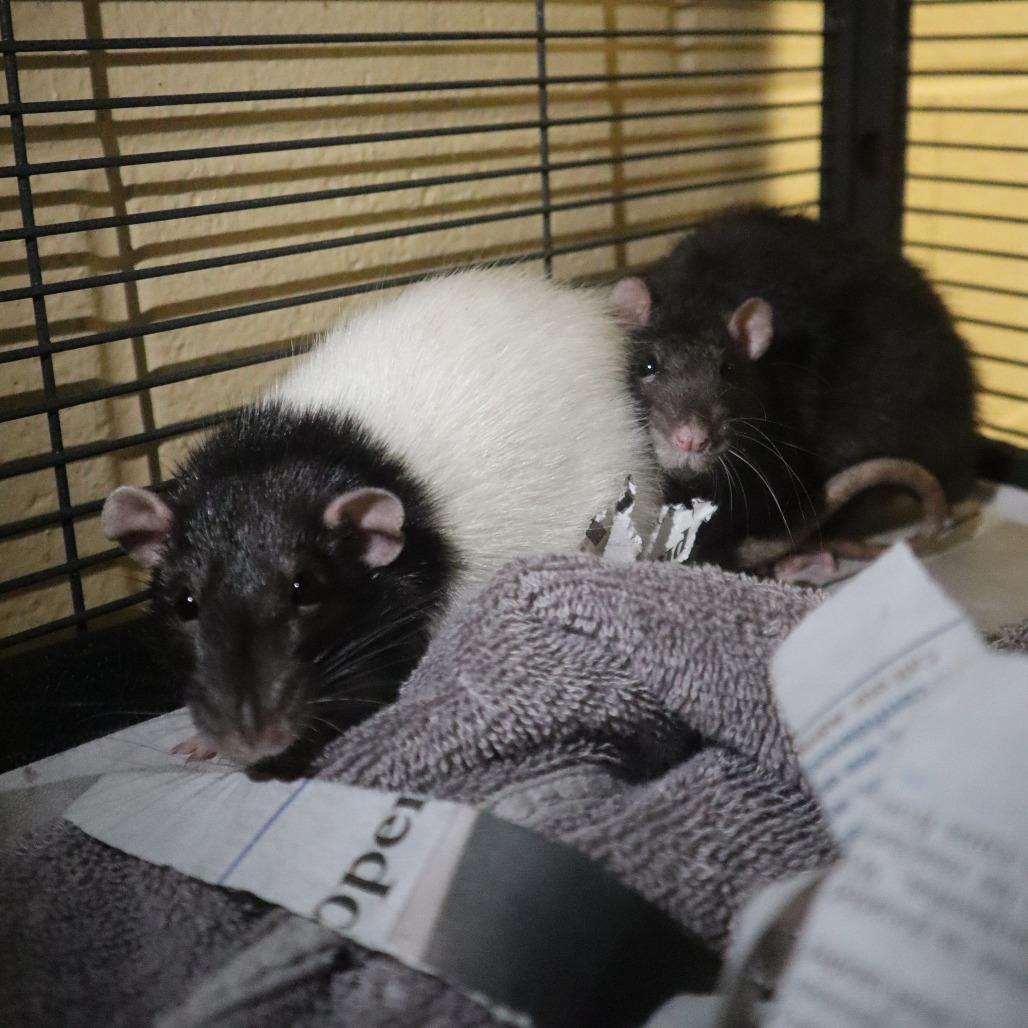 Hansel, a Adoptable Rat in Waukesha, WI image 2/3