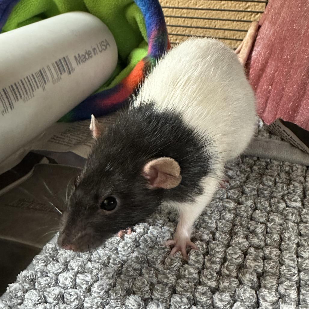 Enlarge Hansel, a Adoptable Rat in Waukesha, WI image 1/1