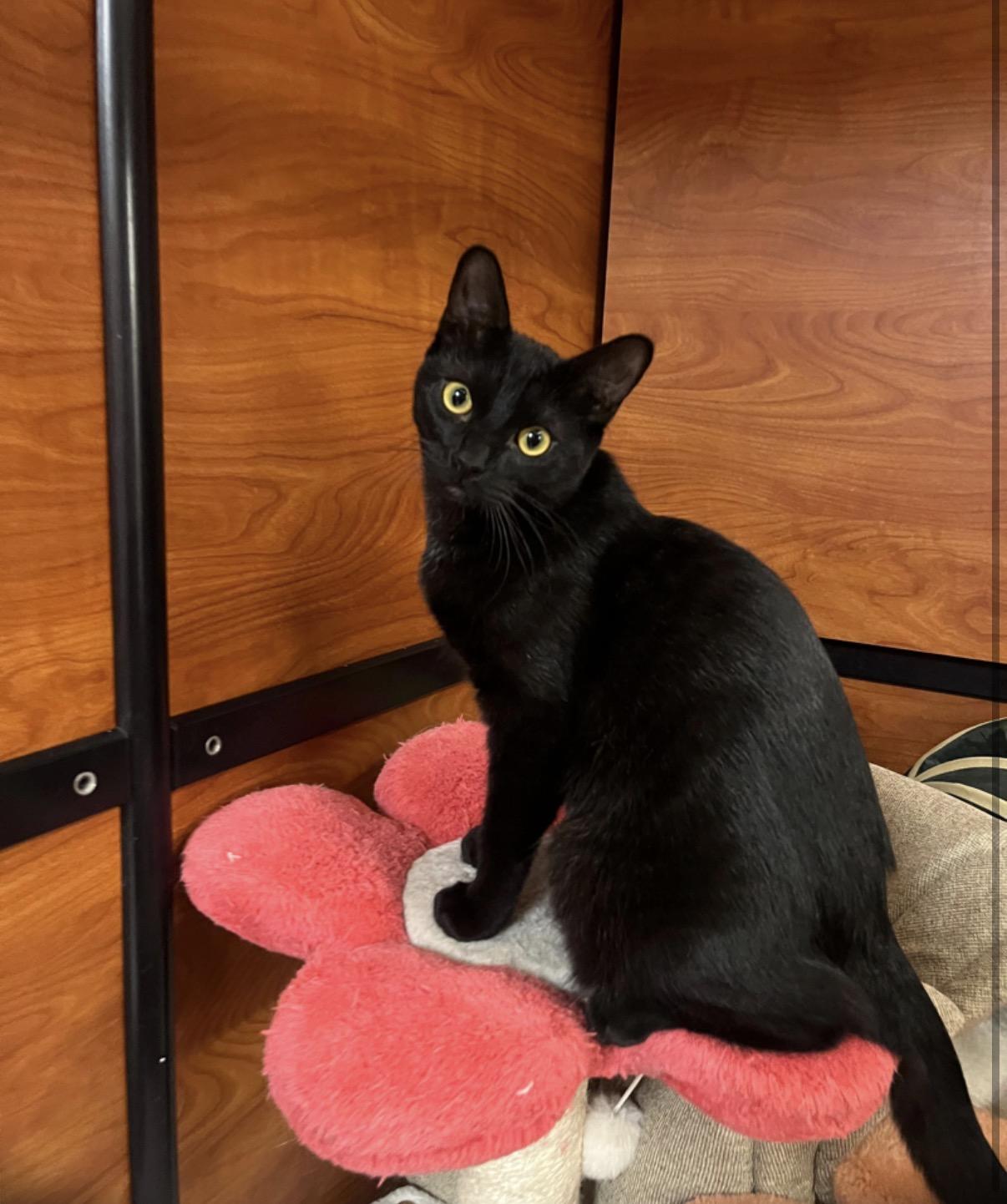 Syrius Black, an adopted Bombay in Tustin, CA image 4/4