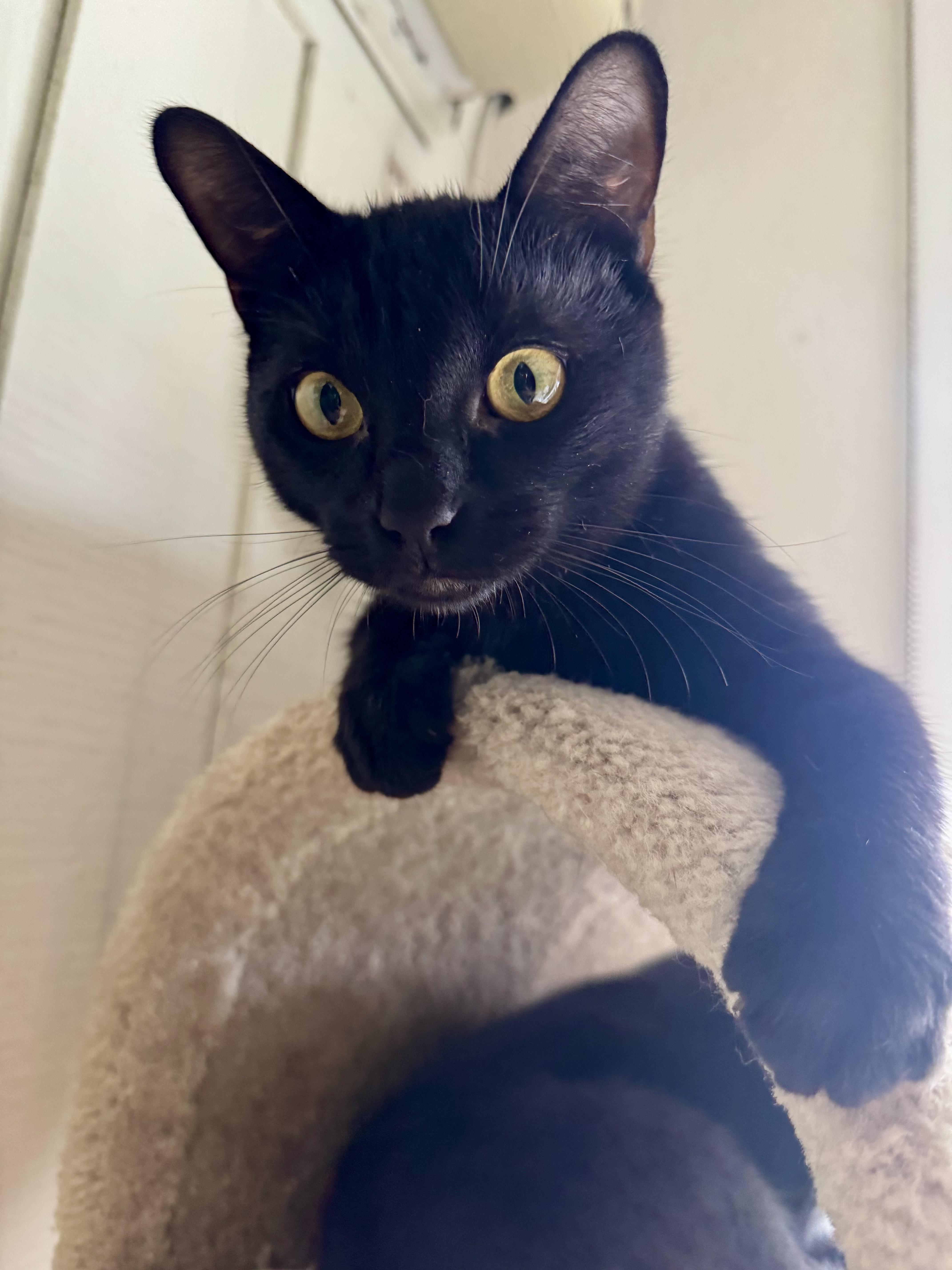 Syrius Black, an adopted Bombay in Tustin, CA image 2/4