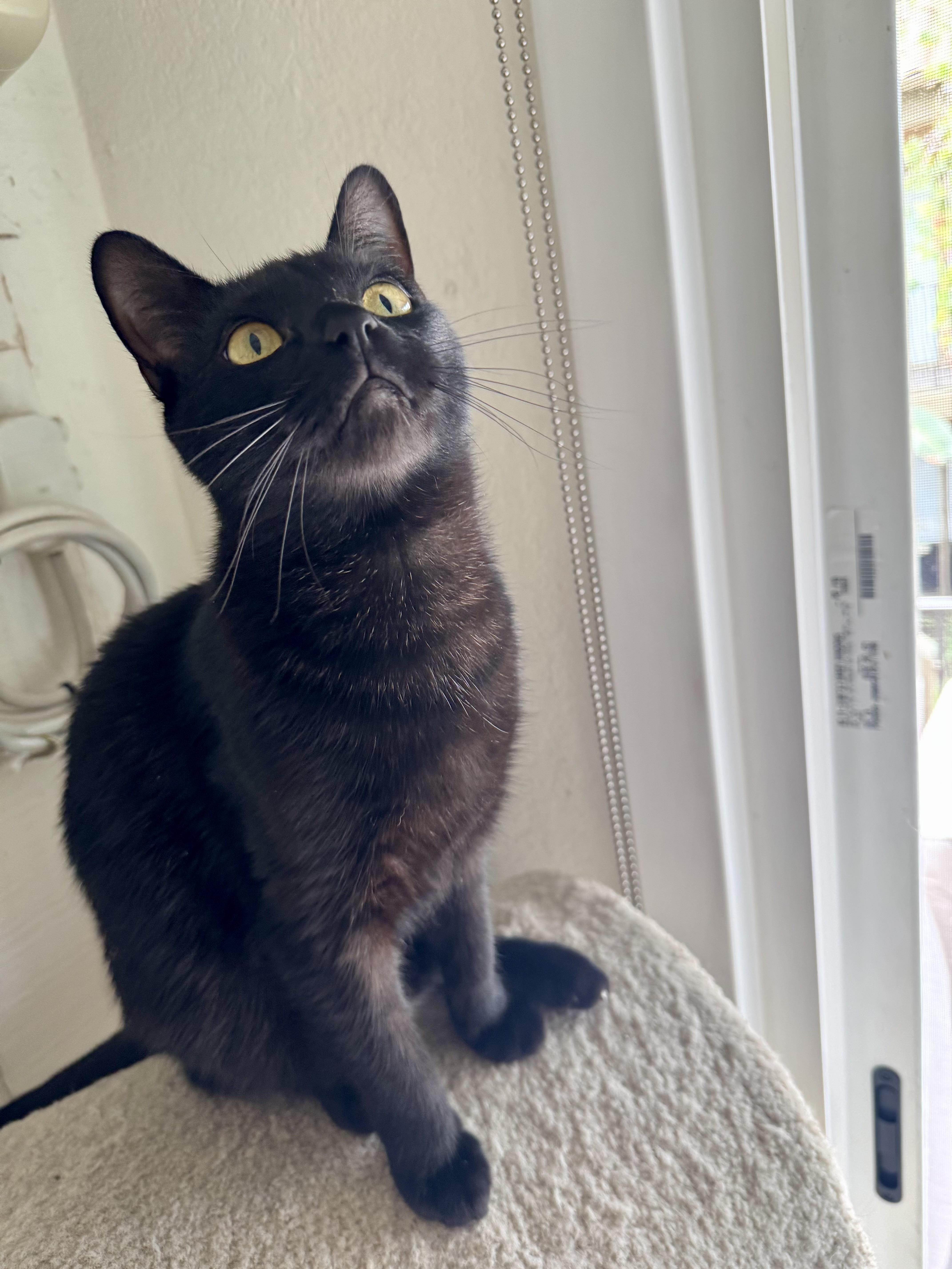 Syrius Black, an adopted Bombay in Tustin, CA image 3/4