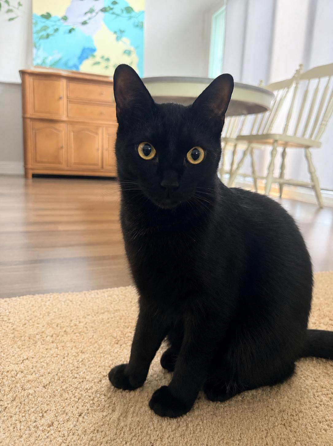 Syrius Black, an adopted Bombay in Tustin, CA image 1/4