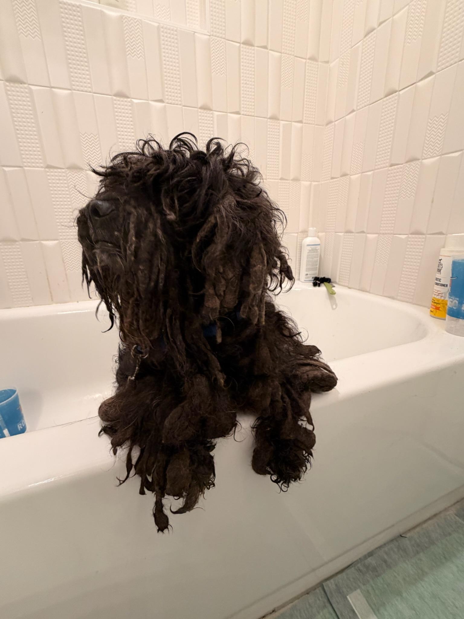 Enlarge Blair, an adoptable Miniature Poodle in Austin, TX image 3/6