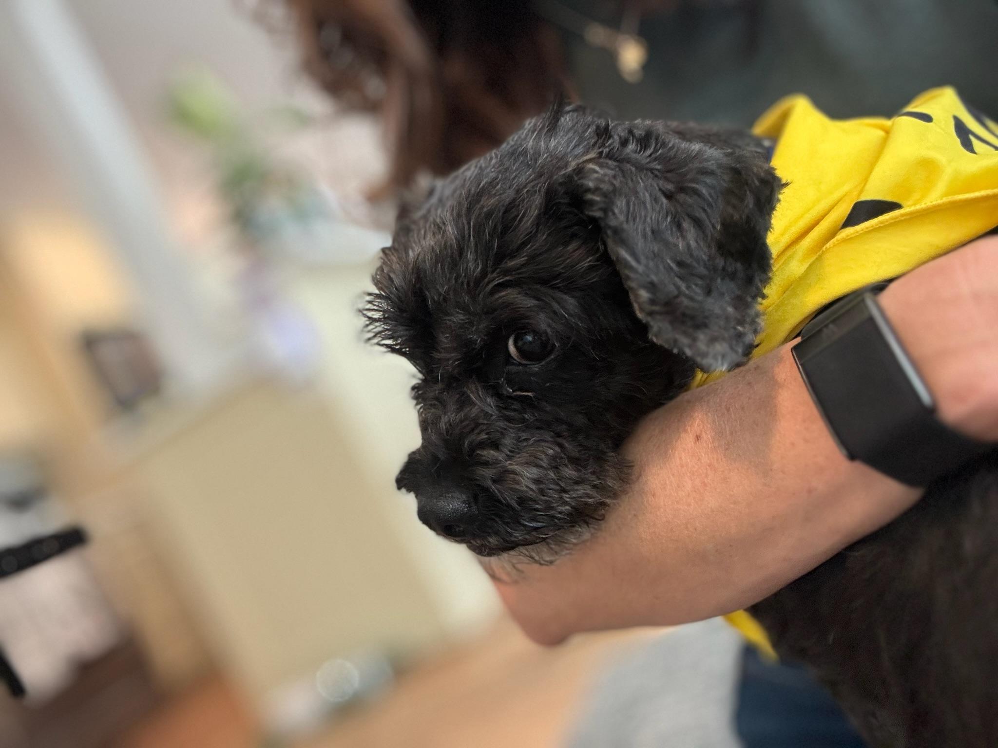 Enlarge Blair, an adoptable Miniature Poodle in Austin, TX image 5/6