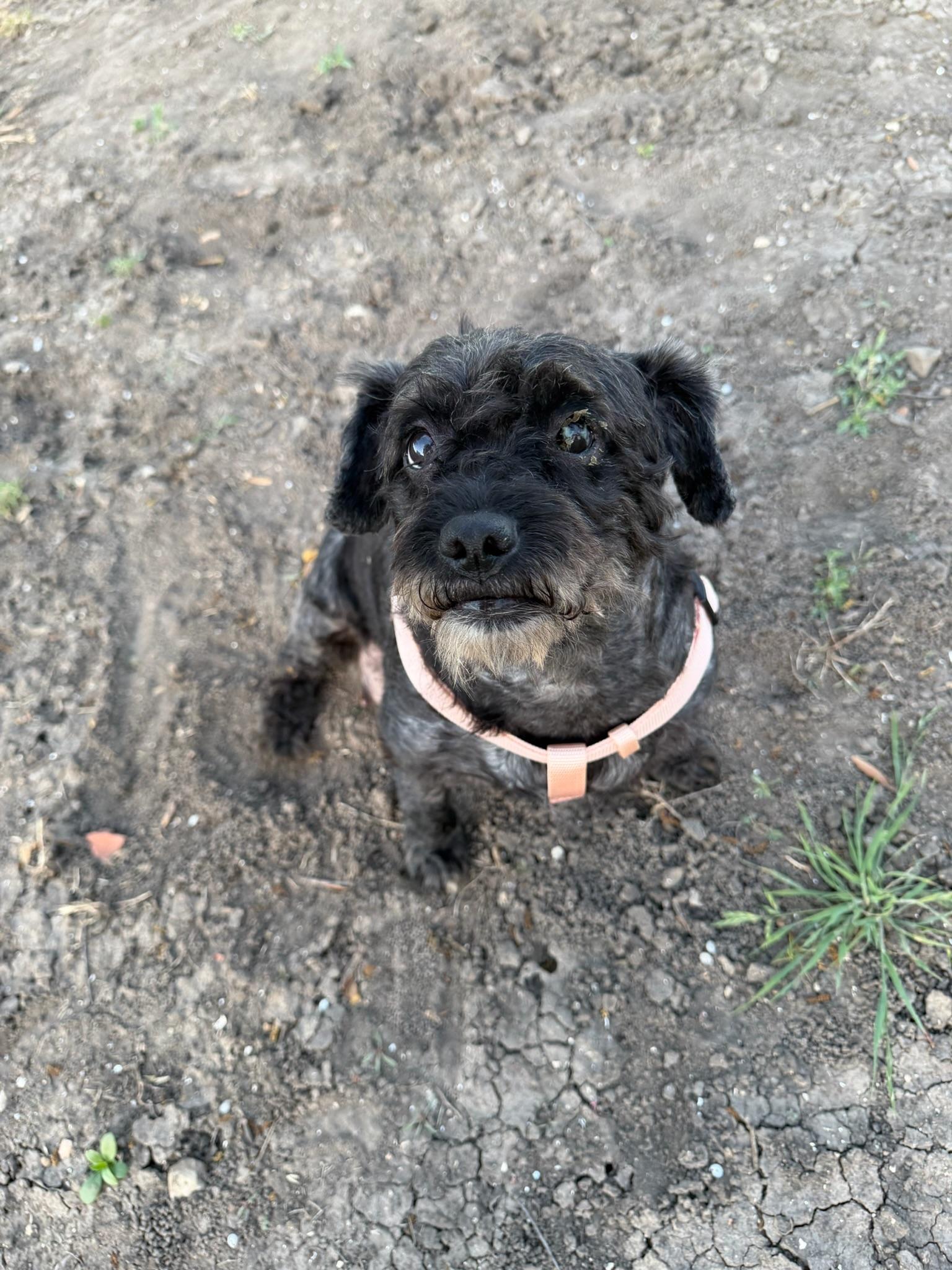 Enlarge Blair, an adoptable Miniature Poodle in Austin, TX image 2/6