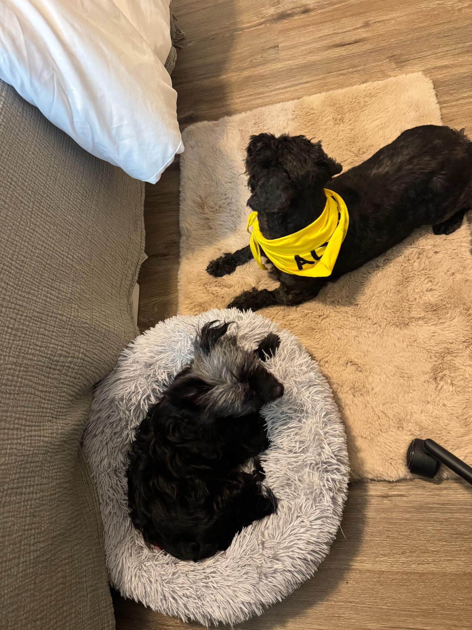 Enlarge Blair, an adoptable Miniature Poodle in Austin, TX image 6/6