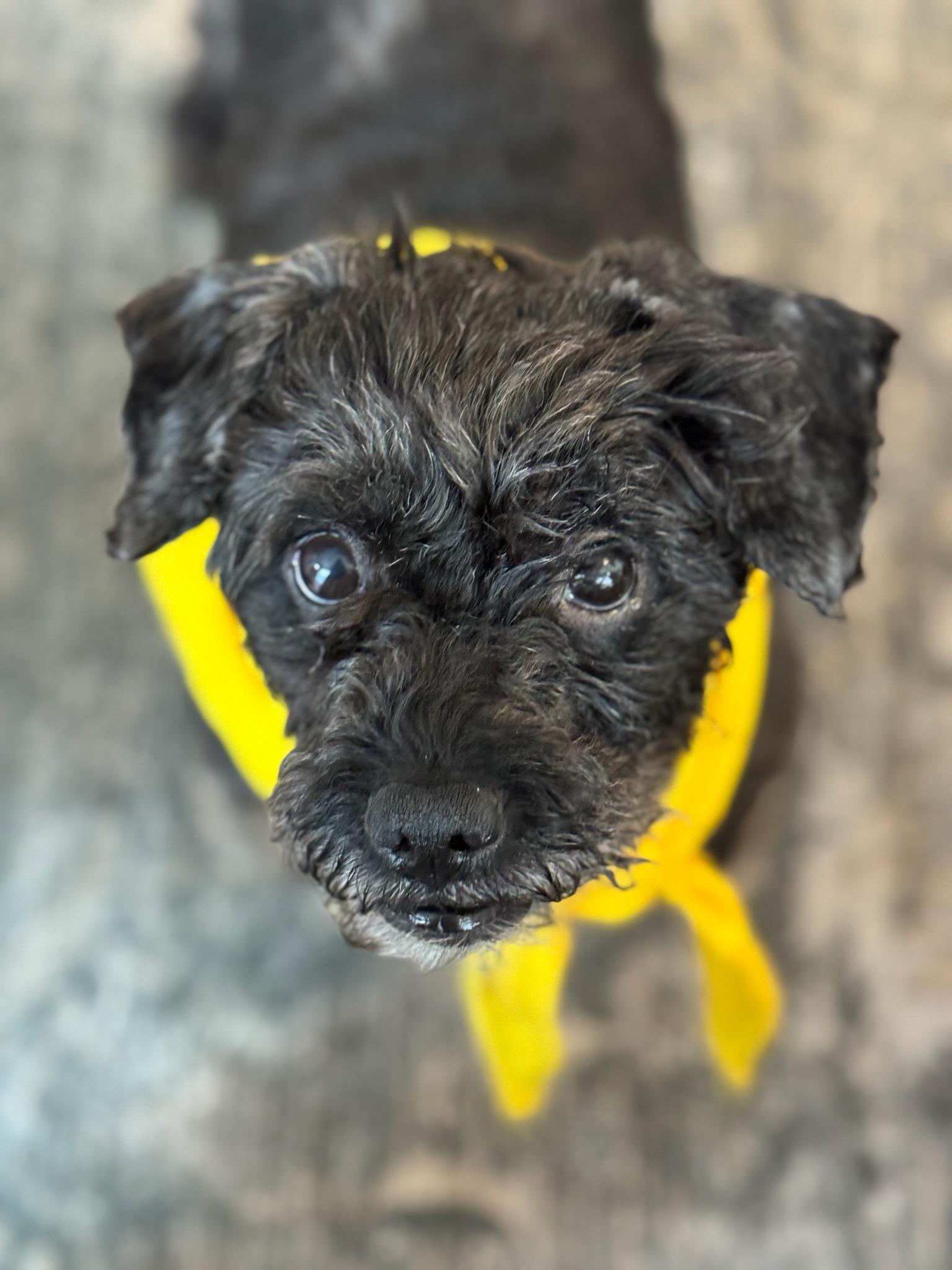 Enlarge Blair, an adoptable Miniature Poodle in Austin, TX image 1/6