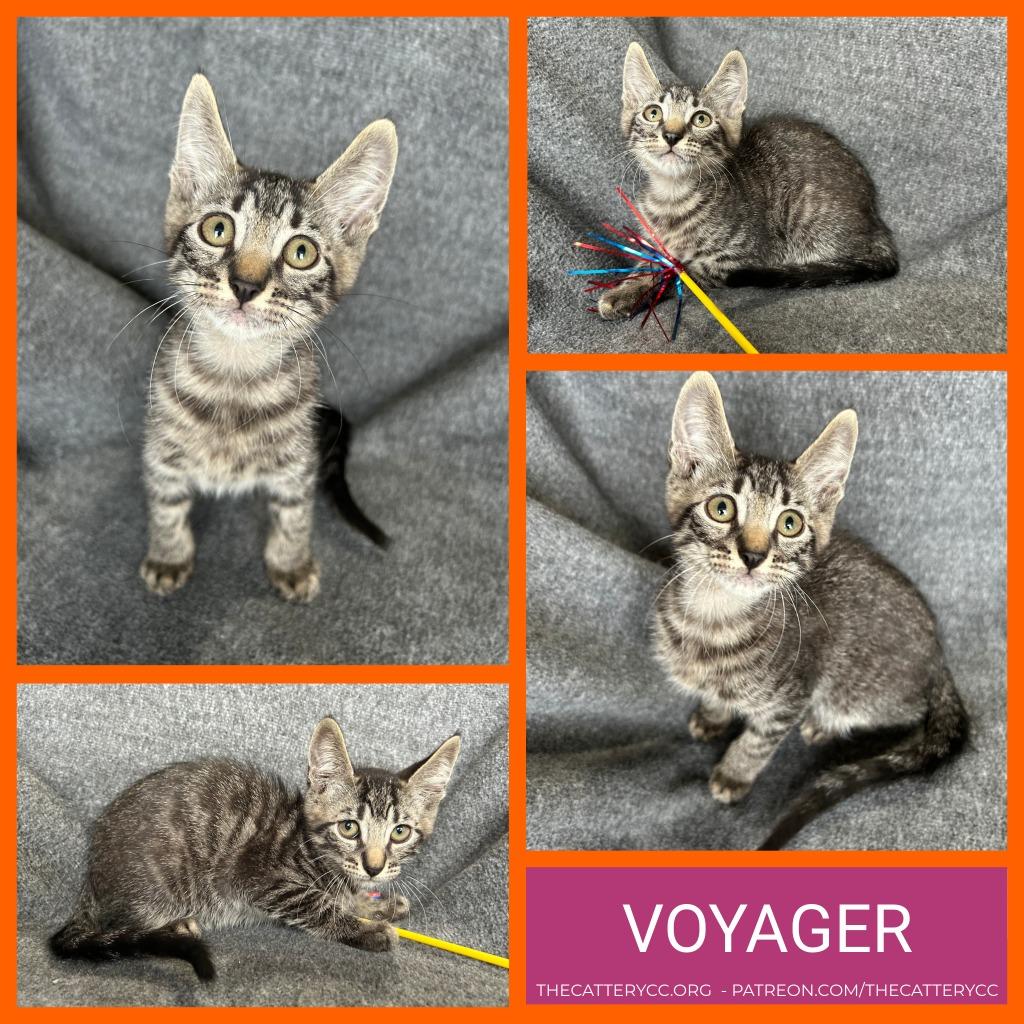 Voyager, Adoptable, Kitten Male Domestic Medium Hair.