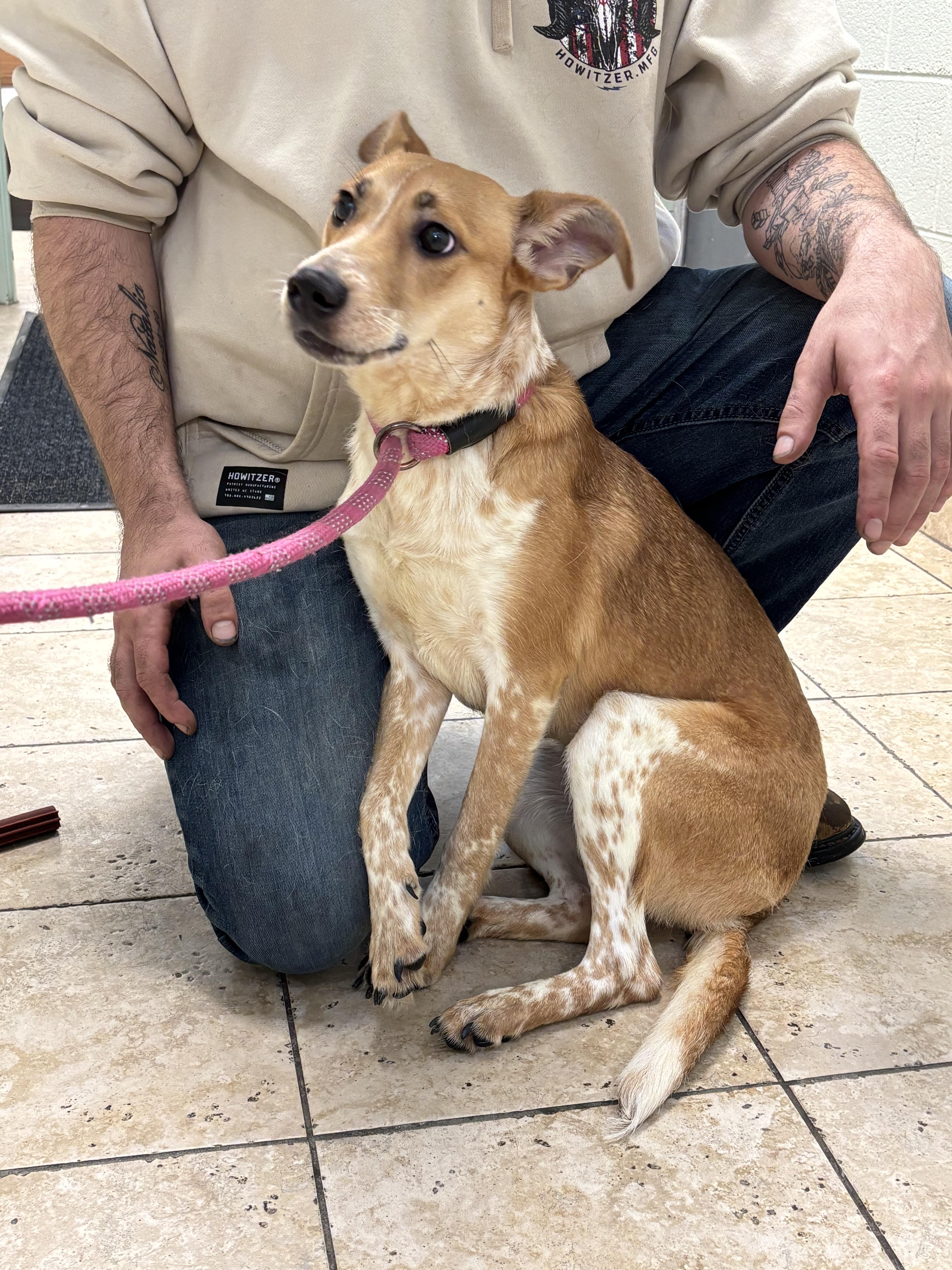 Enlarge Courtesy Post. Please call the owner directly., a Adoptable mixed breed in Montrose, CO image 1/3