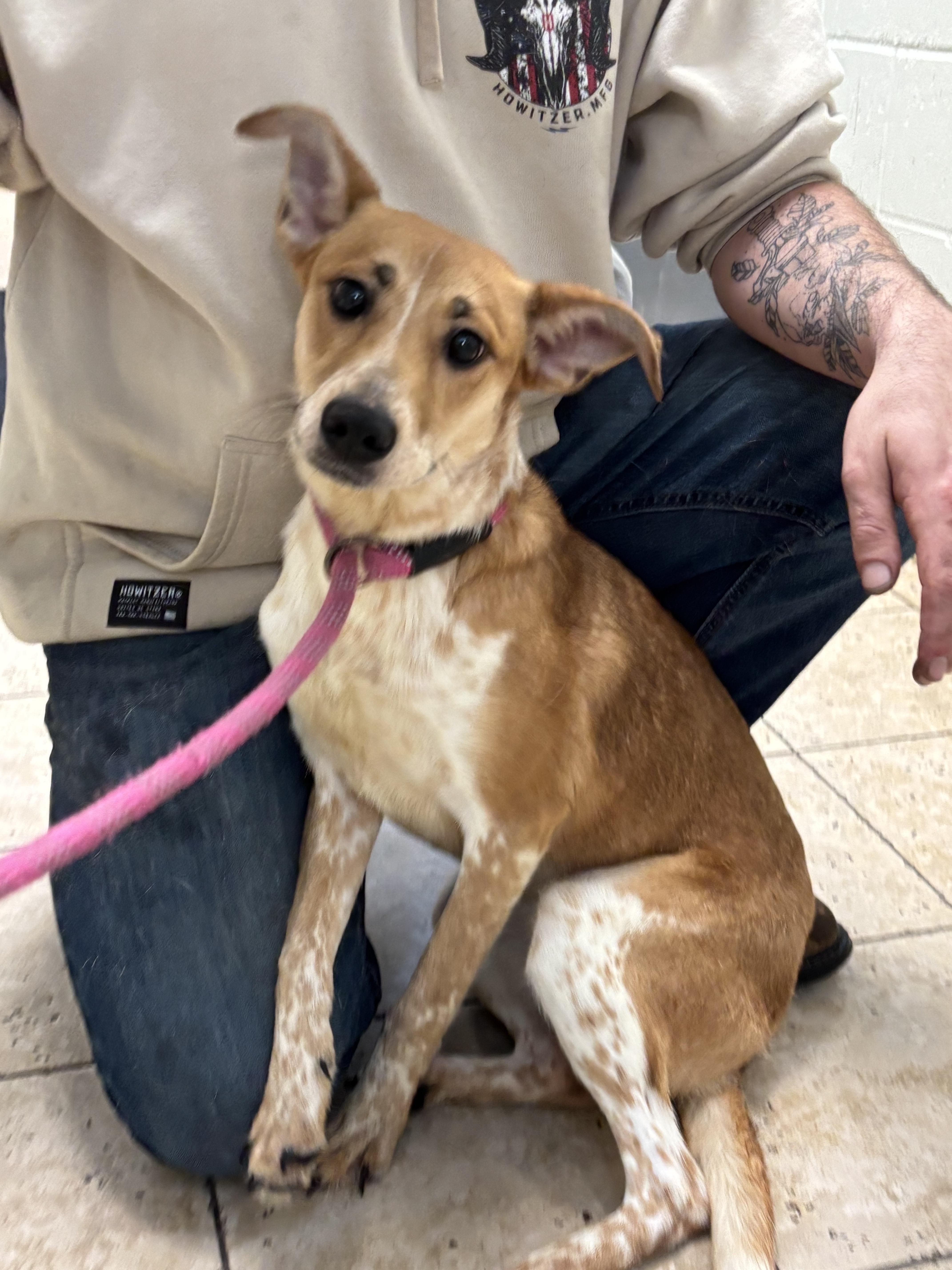 Enlarge Courtesy Post. Please call the owner directly., a Adoptable mixed breed in Montrose, CO image 3/3