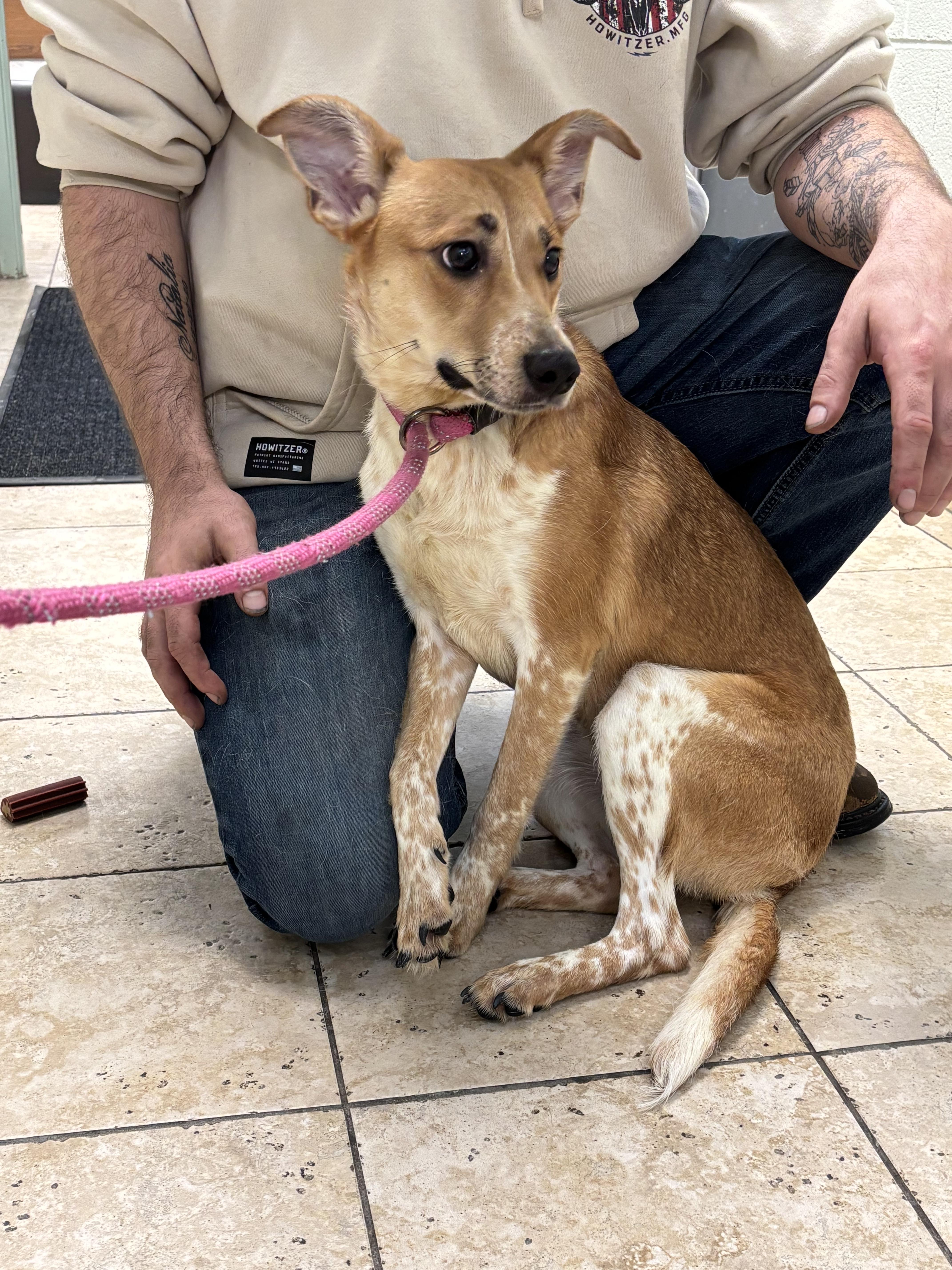 Enlarge Courtesy Post. Please call the owner directly., a Adoptable mixed breed in Montrose, CO image 2/3