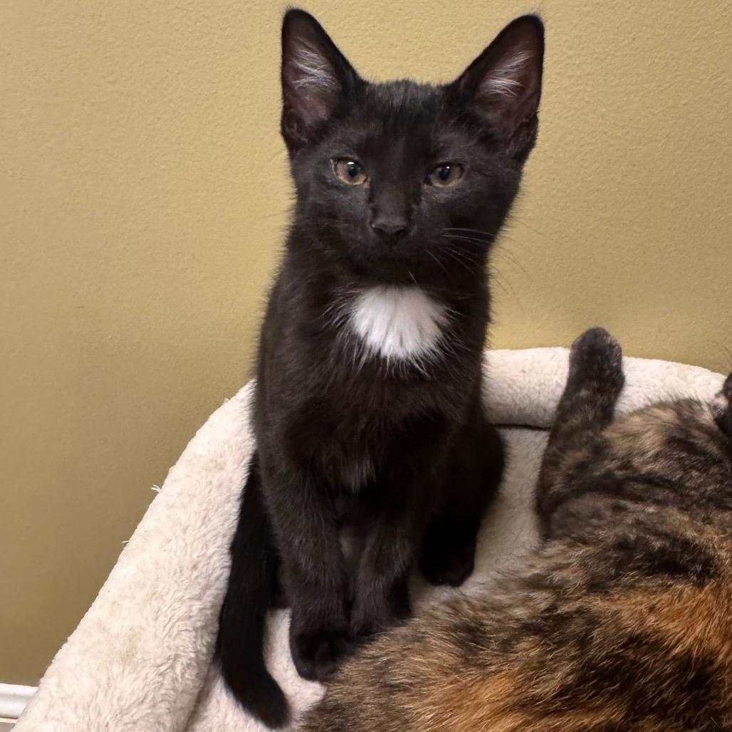 Picante, Adoptable, Kitten Female Domestic Short Hair.