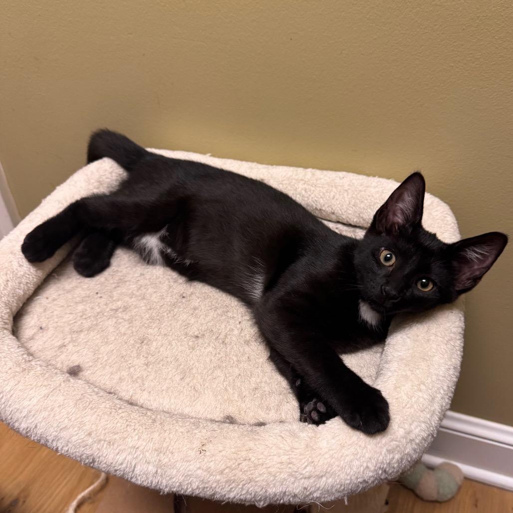 Enlarge Picante, a Adoptable Domestic Short Hair in Columbia Station, OH image 3/6