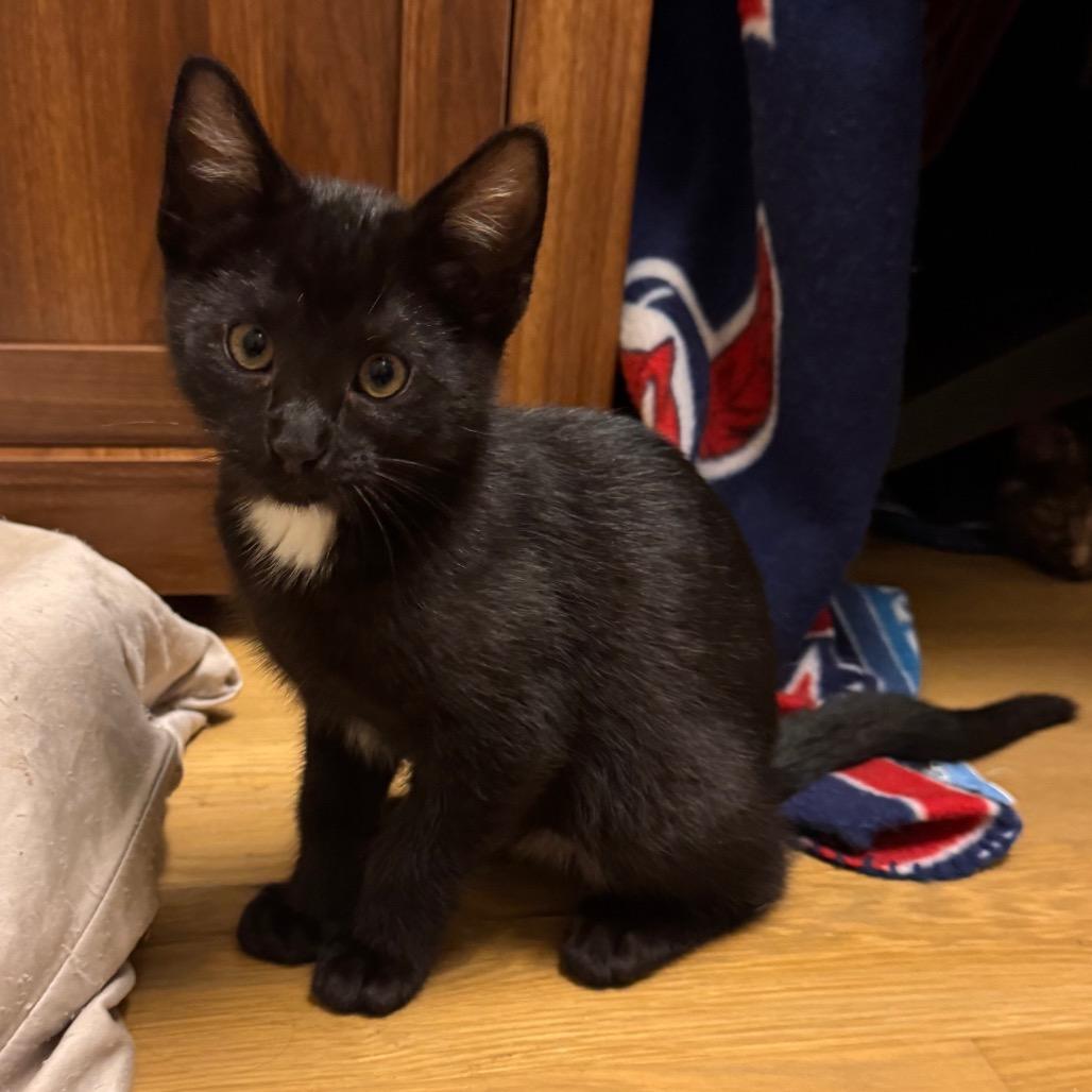 Enlarge Picante, a Adoptable Domestic Short Hair in Columbia Station, OH image 4/6
