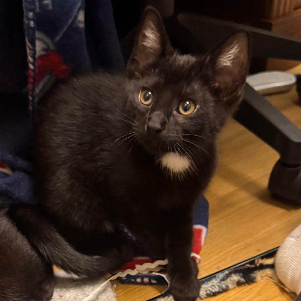 Enlarge Picante, a Adoptable Domestic Short Hair in Columbia Station, OH image 5/6