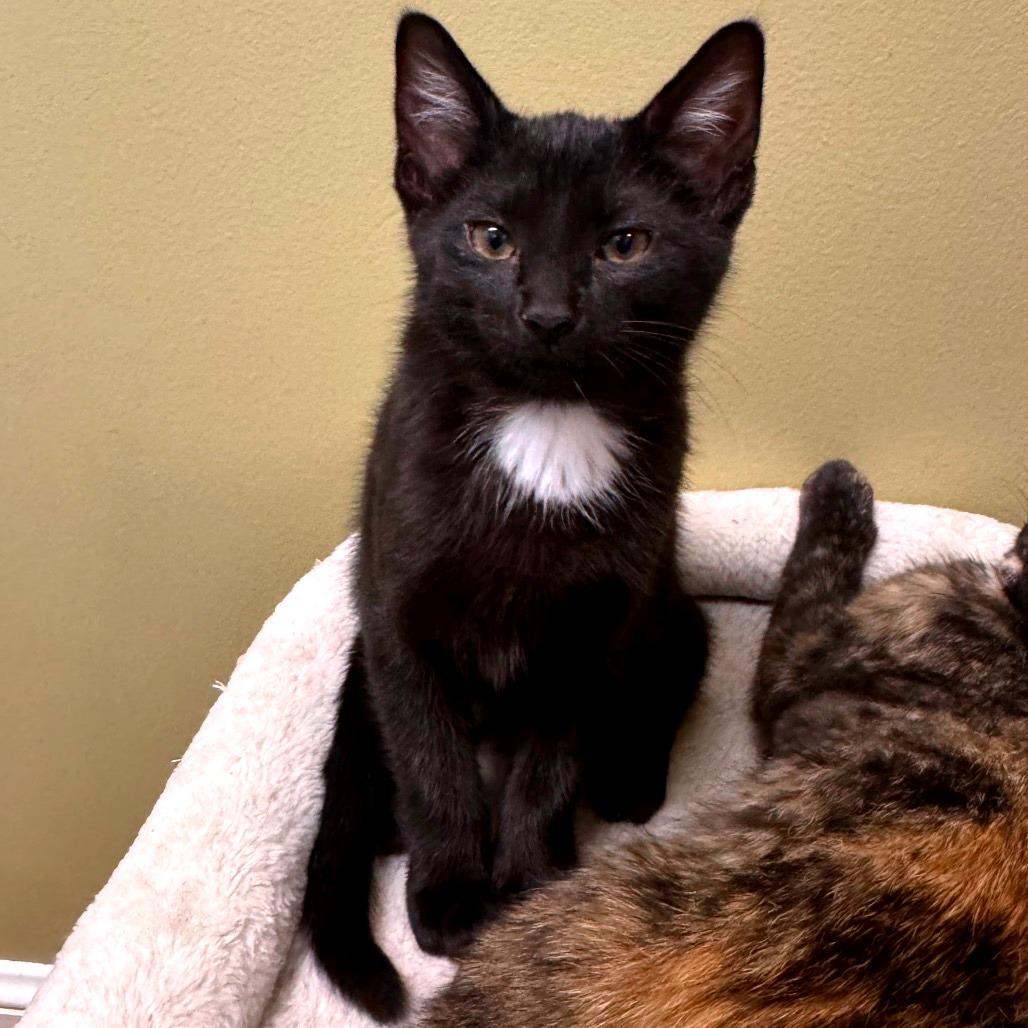 Enlarge Picante bonded w/Taquera, a Adoptable Domestic Short Hair in Columbia Station, OH image 5/6