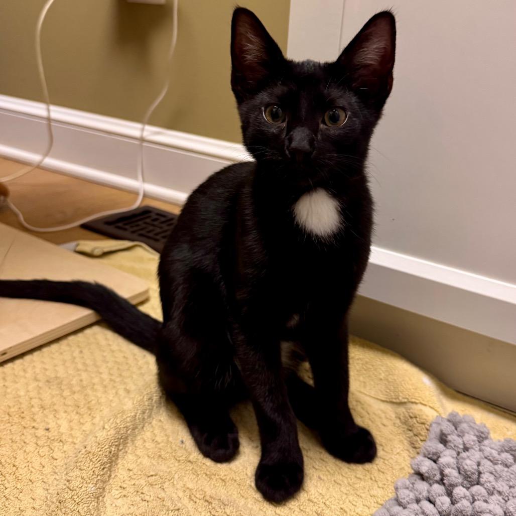 Enlarge Picante, a Adoptable Domestic Short Hair in Columbia Station, OH image 6/6