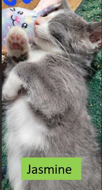 Enlarge Jasmine - Disney Litter, a Adoptable Domestic Short Hair in Sheboygan, WI image 1/1