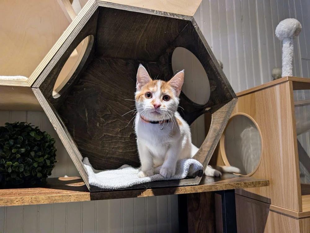 Marty, a Adoptable Domestic Short Hair in Lewisburg, PA image 1/4