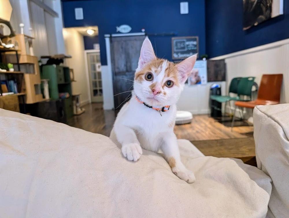 Marty, a Adoptable Domestic Short Hair in Lewisburg, PA image 3/4