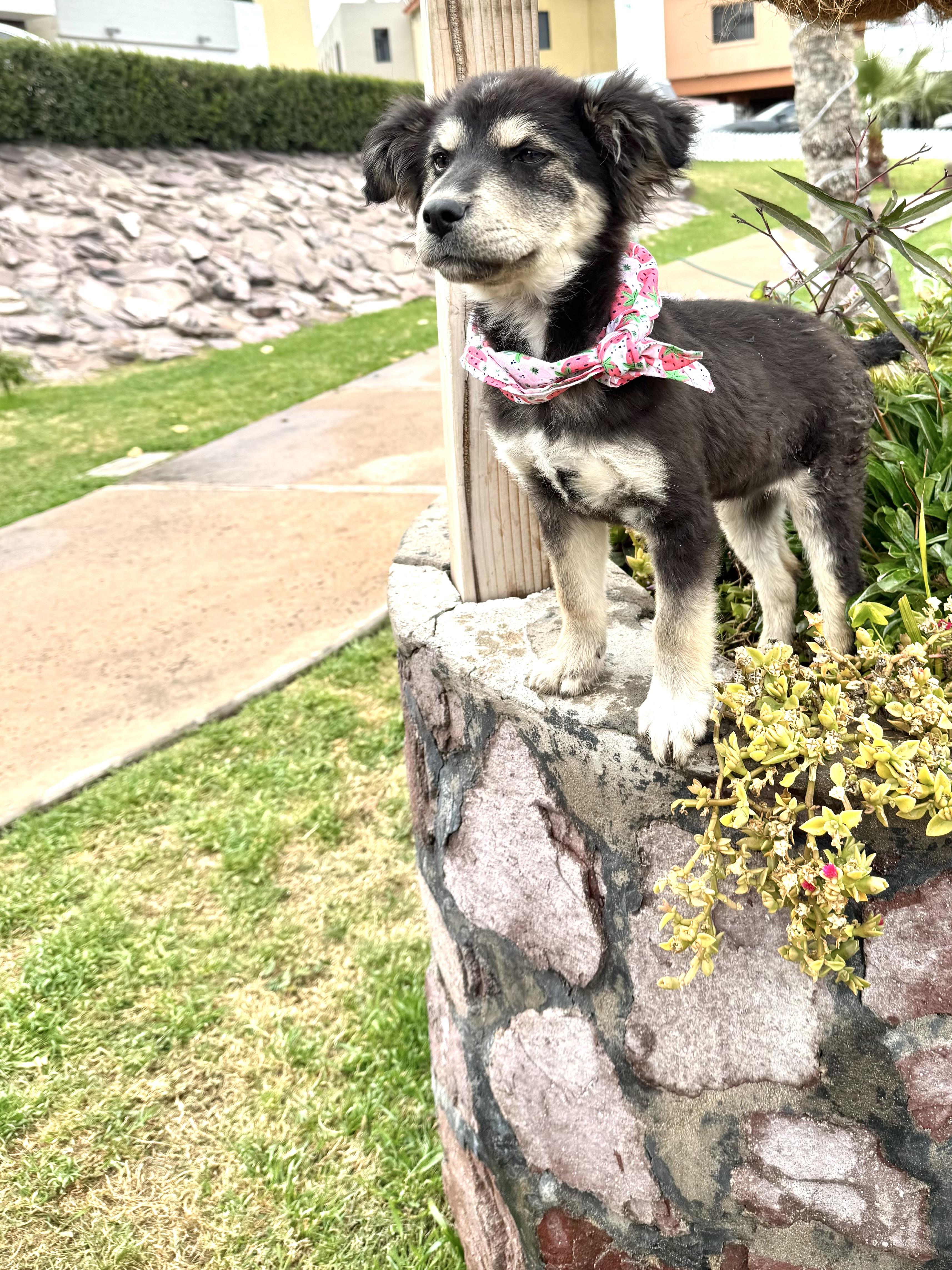 Billy Jean, an adopted Australian Shepherd in Nogales, SON image 3/5