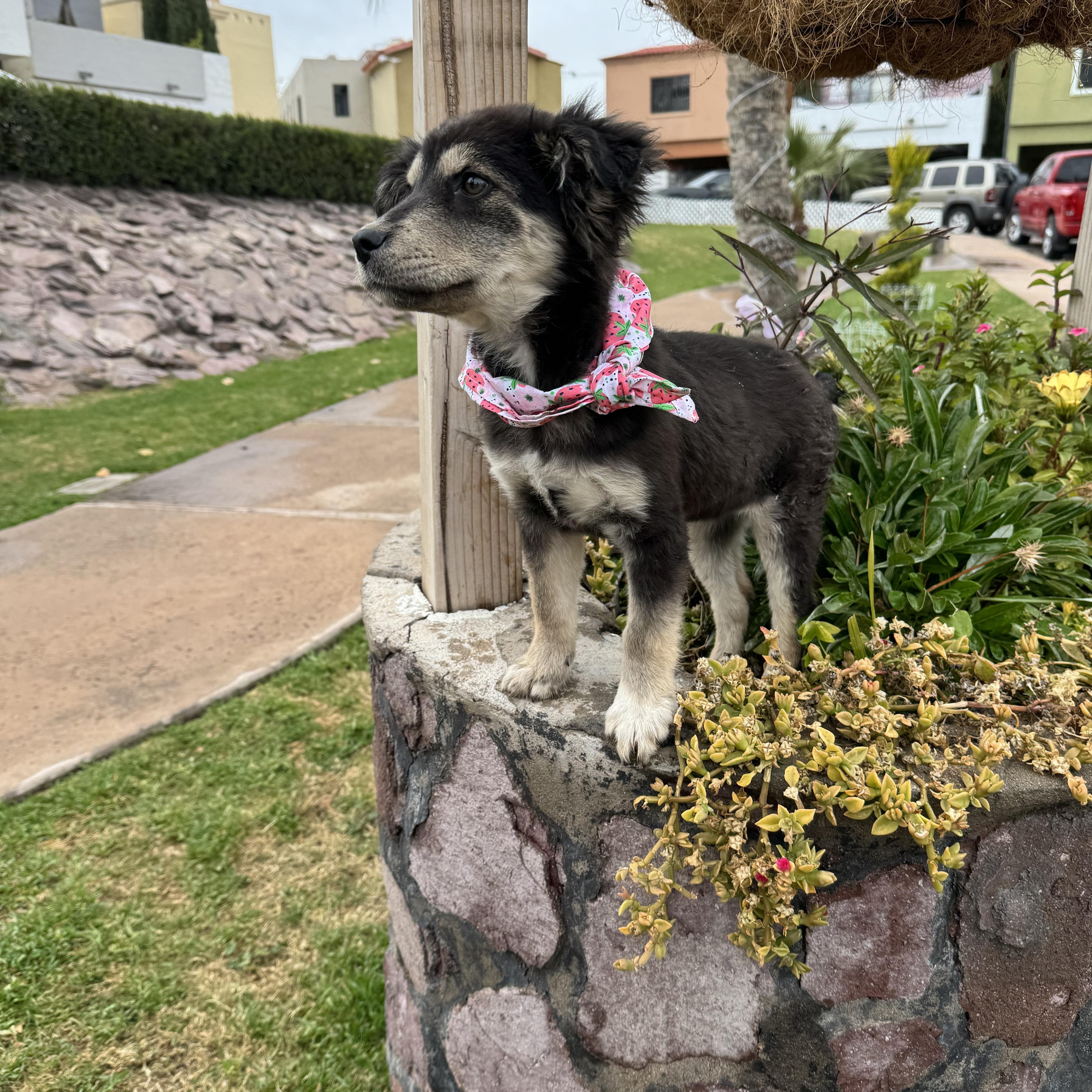 Billy Jean, adopted, Puppy Female Australian Shepherd.