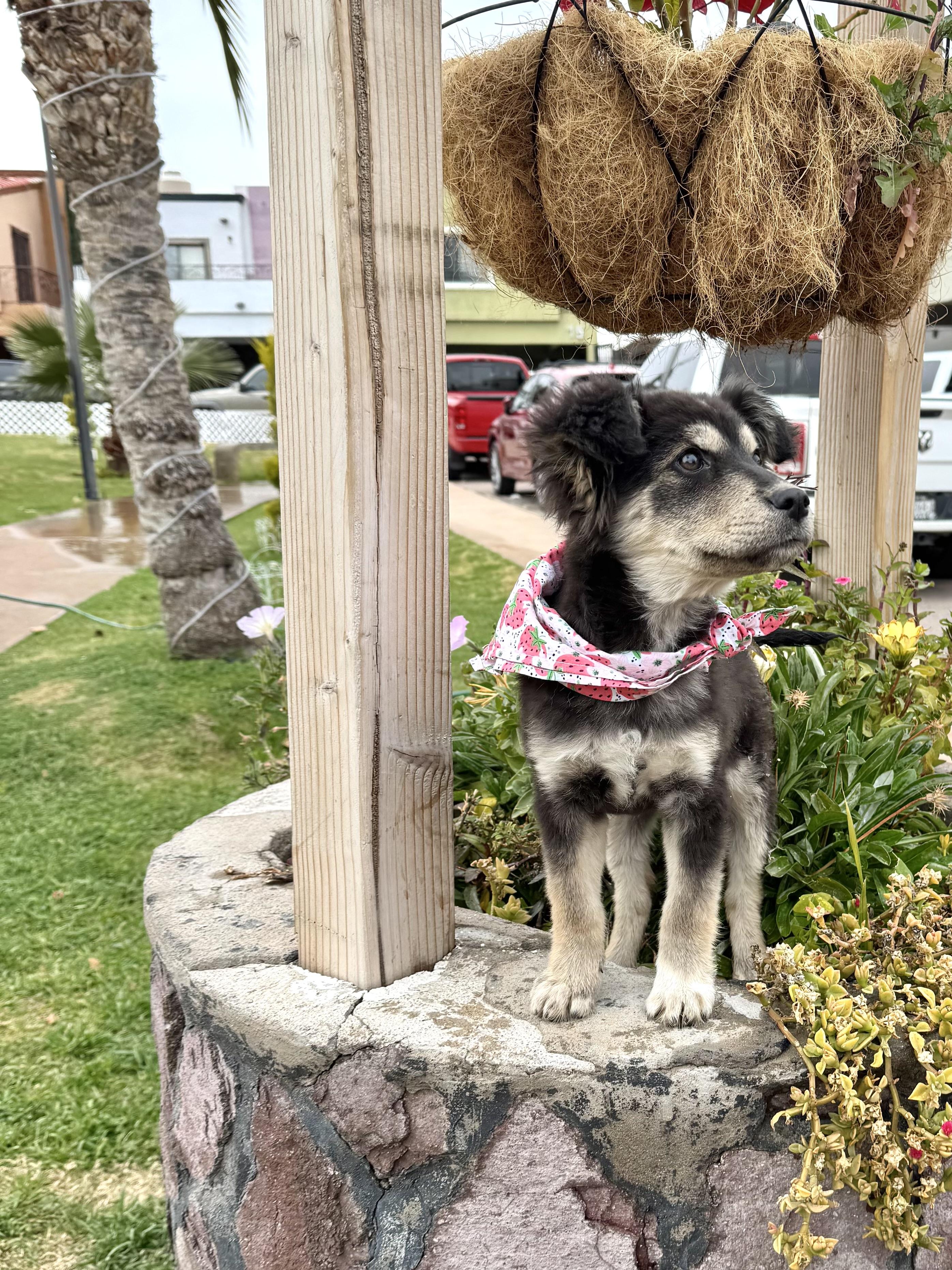 Billy Jean, an adopted Australian Shepherd in Nogales, SON image 5/5