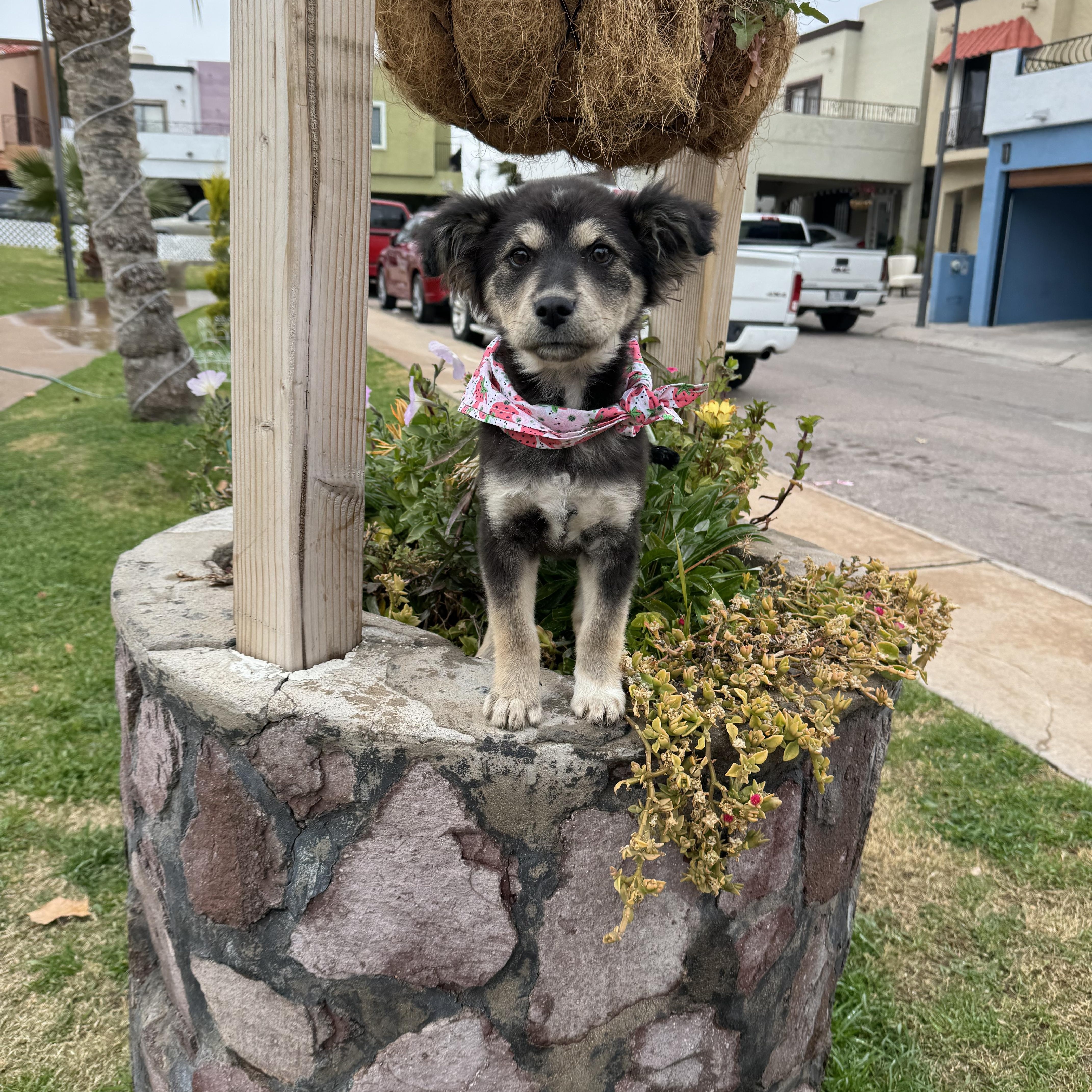 Billy Jean, an adopted Australian Shepherd in Nogales, SON image 2/5