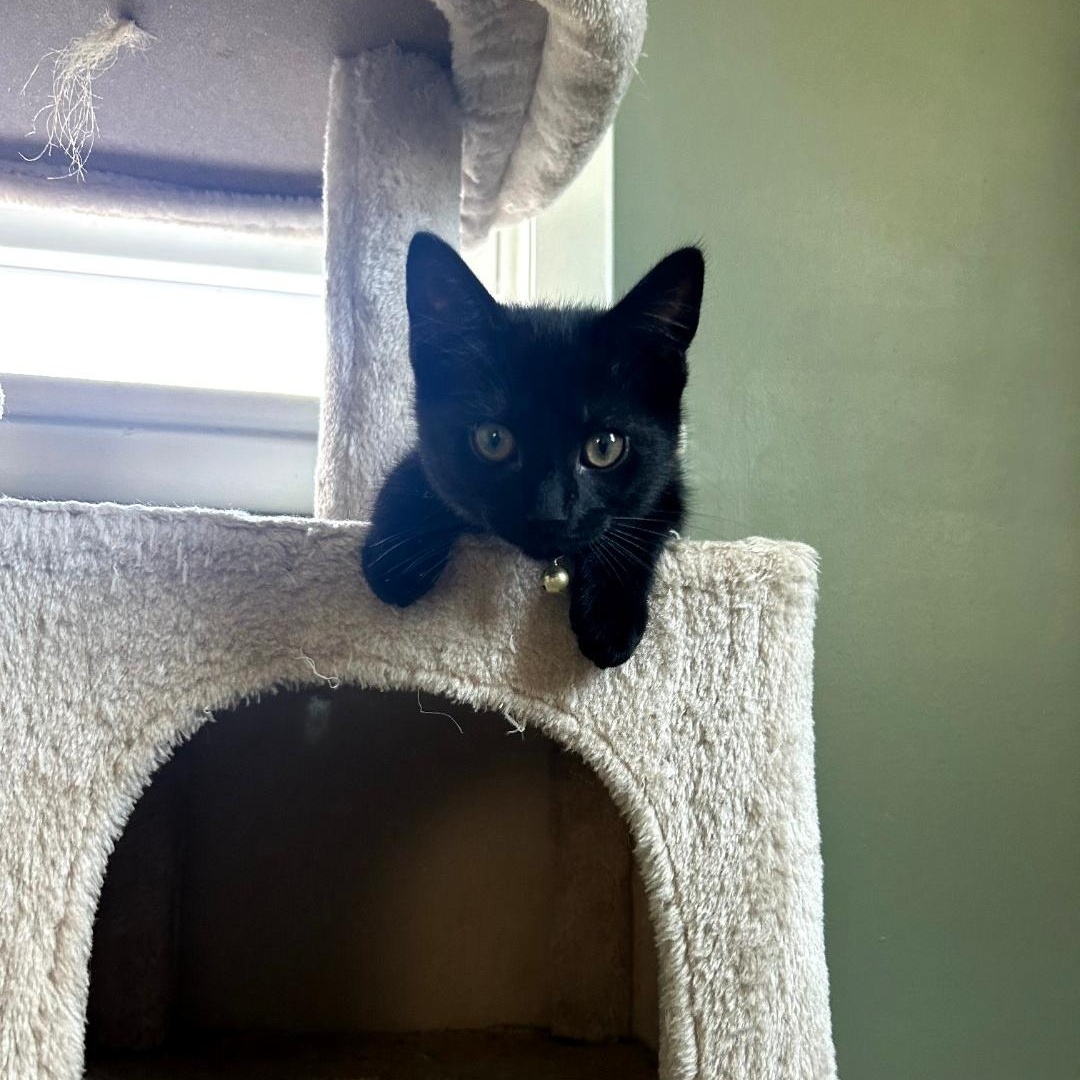 Auger, ADOPTABLE, Kitten Female Domestic Short Hair.