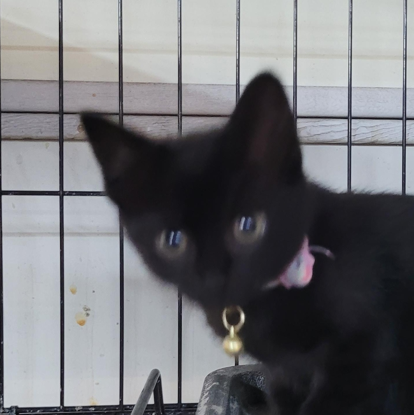 Enlarge Auger, a ADOPTABLE Domestic Short Hair in Maple Shade, NJ image 2/2