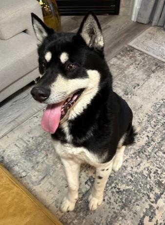 Enlarge Mason, a Adoptable mixed breed in Pasco, WA image 4/6