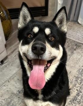 Enlarge Mason, a Adoptable mixed breed in Pasco, WA image 1/6