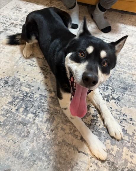 Enlarge Mason, a Adoptable mixed breed in Pasco, WA image 3/6