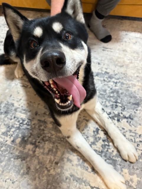 Enlarge Mason, a Adoptable mixed breed in Pasco, WA image 6/6