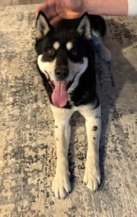 Enlarge Mason, a Adoptable mixed breed in Pasco, WA image 5/6