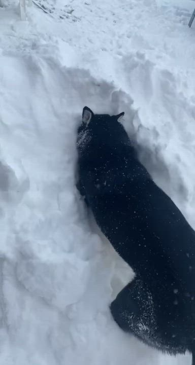 Enlarge Mason, a Adoptable mixed breed in Pasco, WA video 2/6