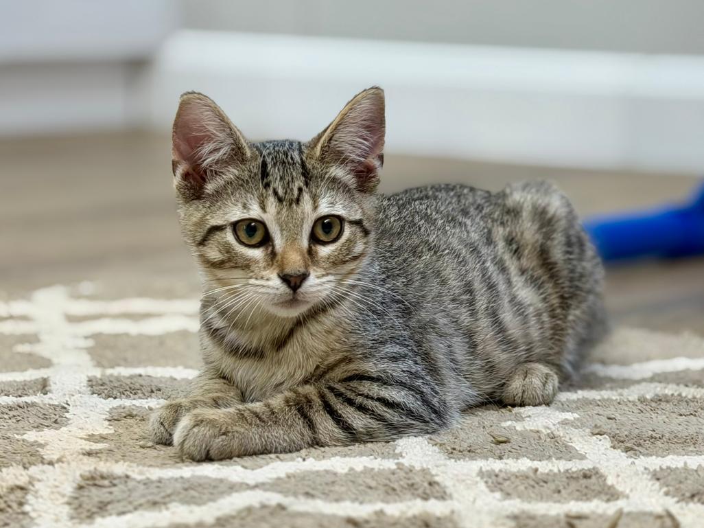 Enlarge Marko, an adopted Domestic Short Hair in Grove City, OH image 2/4