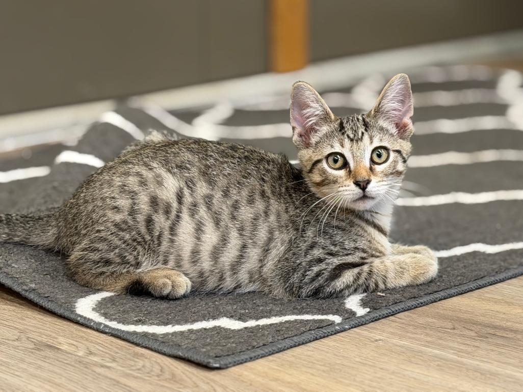 Marko, adopted, Kitten Male Domestic Short Hair.
