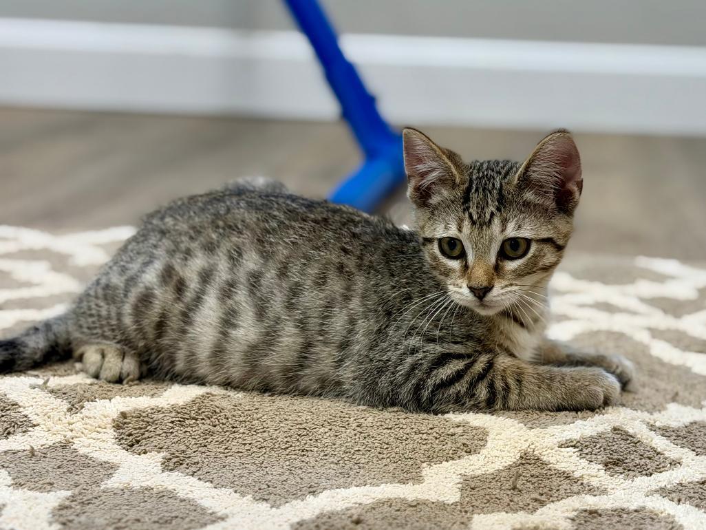 Enlarge Marko, an adopted Domestic Short Hair in Grove City, OH image 4/4