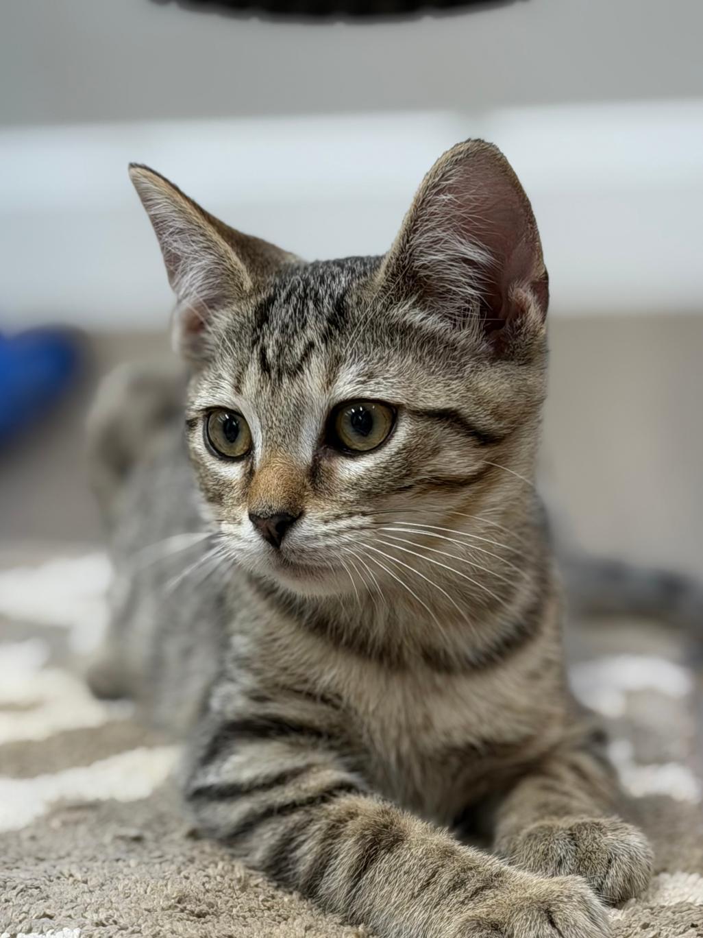 Enlarge Marko, an adopted Domestic Short Hair in Grove City, OH image 3/4