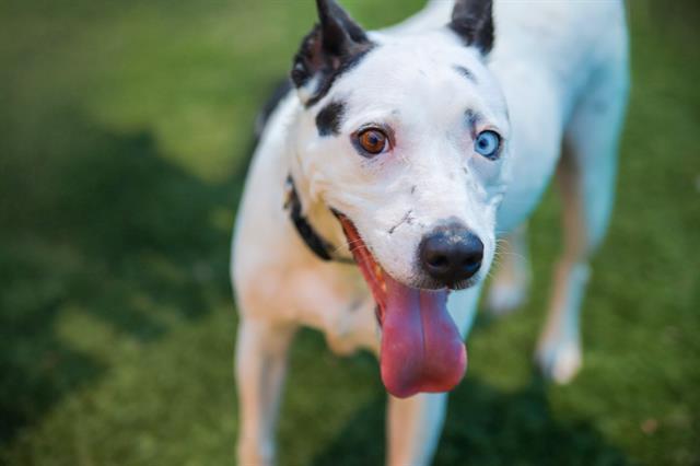 Enlarge BELLA, a Adoptable mixed breed in Dallas, TX image 1/1