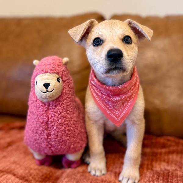 Enlarge Lucy June Scout, a Adoptable mixed breed in Friendswood, TX image 5/6