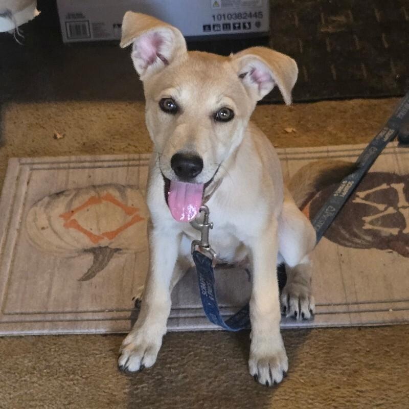 Enlarge Lucy June Scout, a Adoptable mixed breed in Friendswood, TX image 1/6
