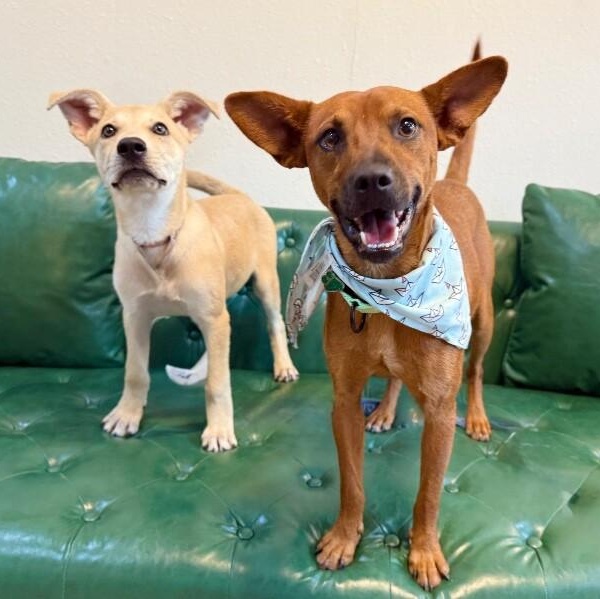 Enlarge Lucy June Scout, a Adoptable mixed breed in Friendswood, TX image 4/6