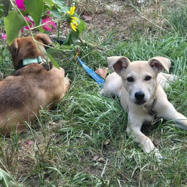 Enlarge Lucy June Scout, a Adoptable mixed breed in Friendswood, TX image 2/6