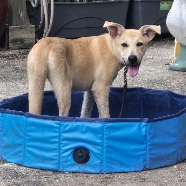 Enlarge Lucy June Scout, a Adoptable mixed breed in Friendswood, TX image 3/6