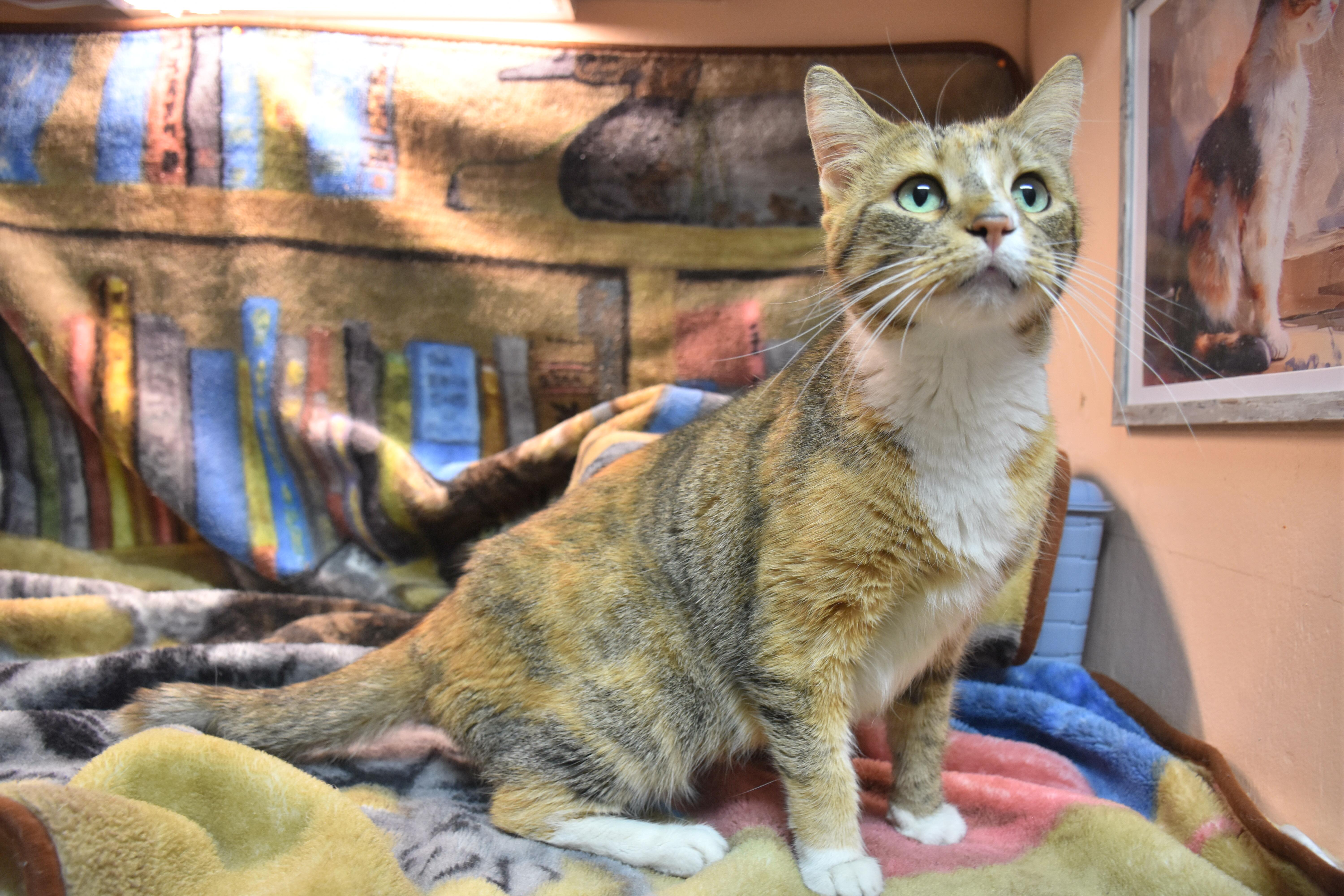 Queen, adoptable, Adult Female Domestic Short Hair.